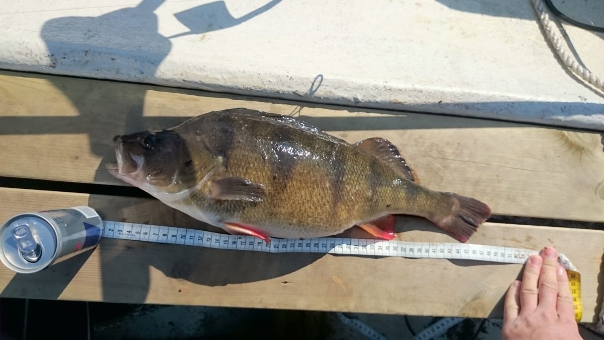 Erik petersson med flott abborre.