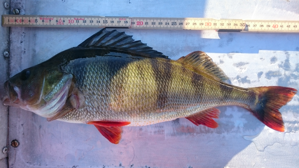 Tor Arne  Berger fyller sin lista