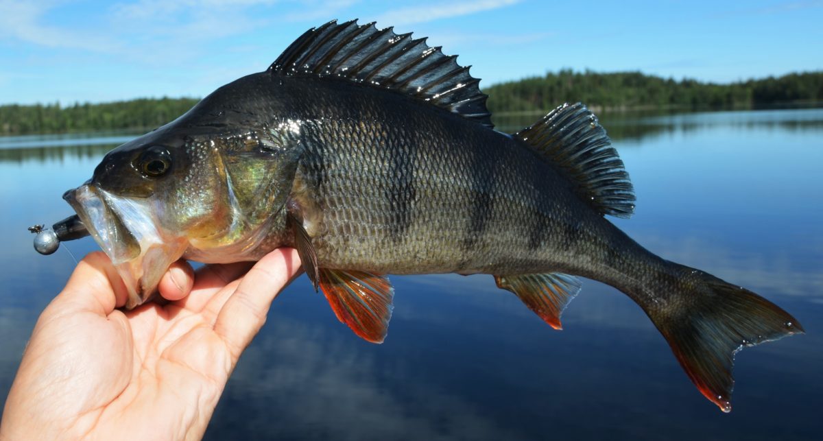 Inte helt missnöjd men fisket kunde varit lite bättre.