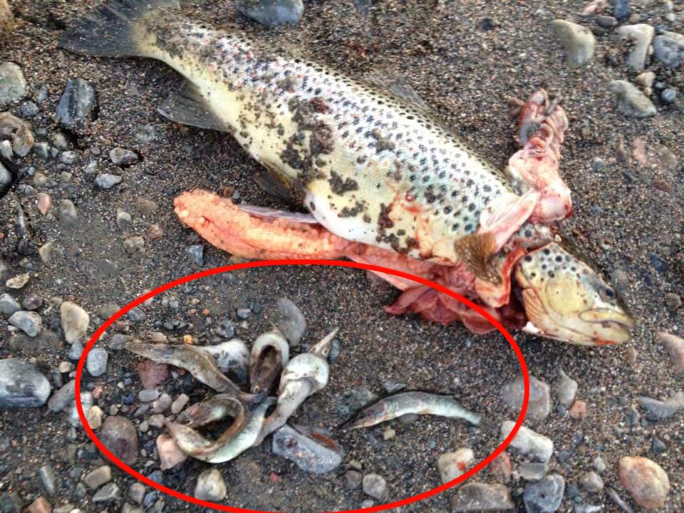 GLUPSK: Den glupske ørreten hadde forsynt seg godt av gjeddeyngelen i Målselva, før den bet på flua til Bengt Nilssen fra Rundhaug. (Foto: Privat)