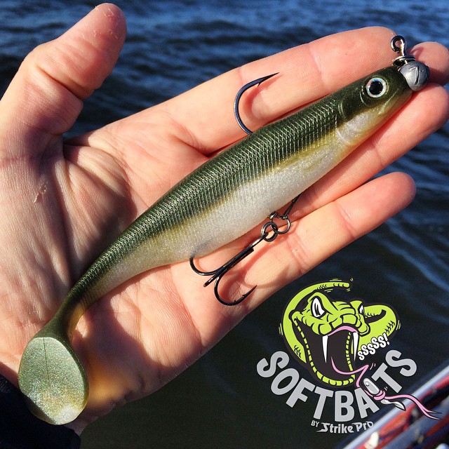 New softbait for 2016! Strike Pro Tumbler Shad 17 + a vertickal :-)