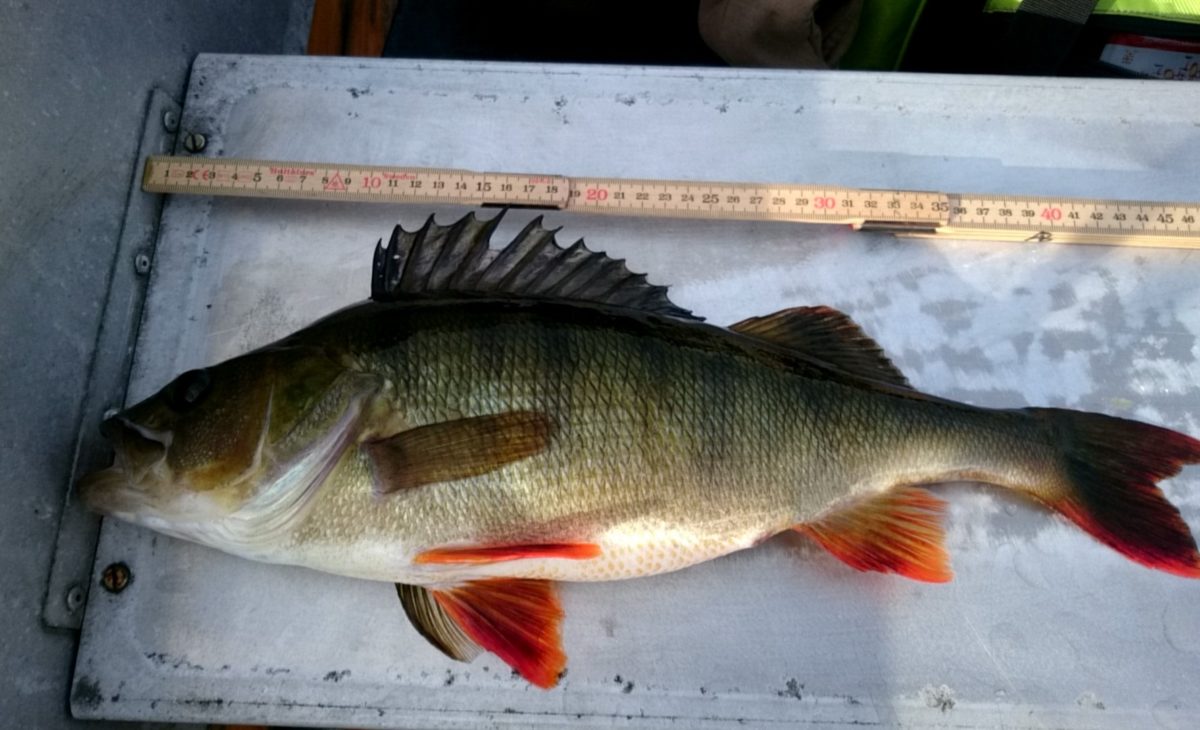 Tor Arne Berger byter ut två abborrar.