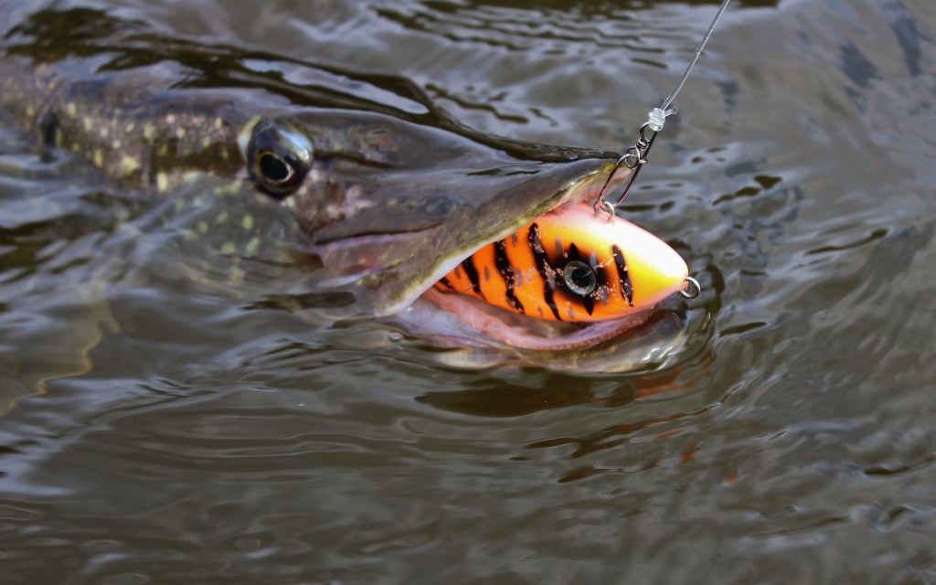 Beten. Färgen och formens betydelse. Håkan Franson tycker til :-)