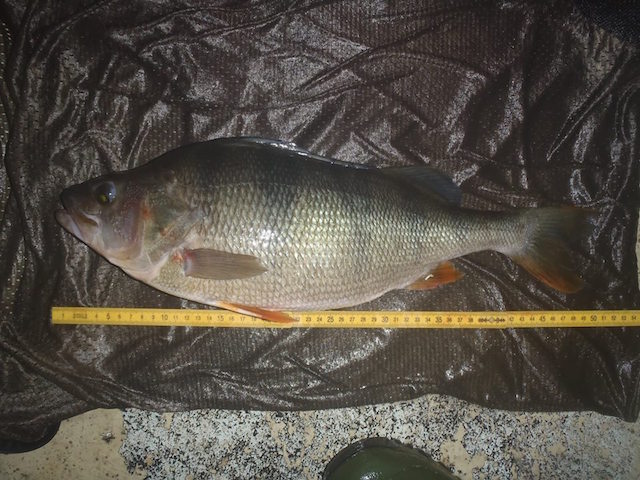 sondre øistad med scwær abbor!