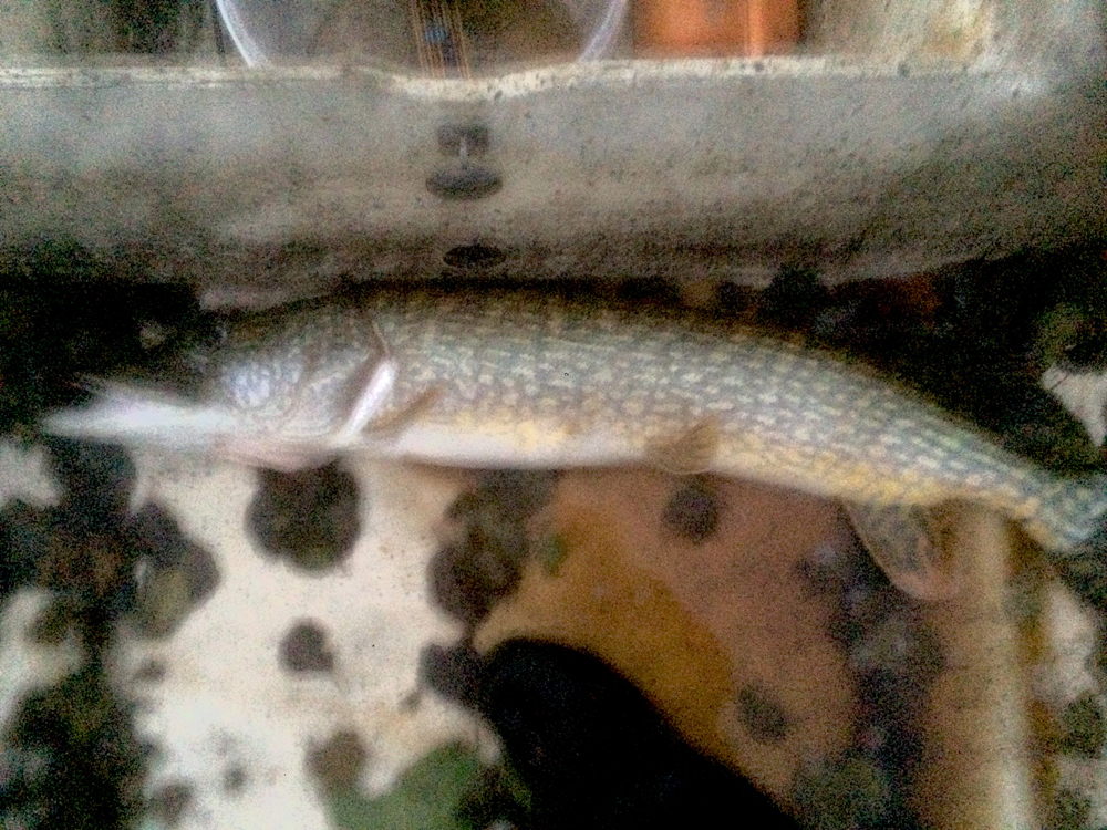 5850g 96cm