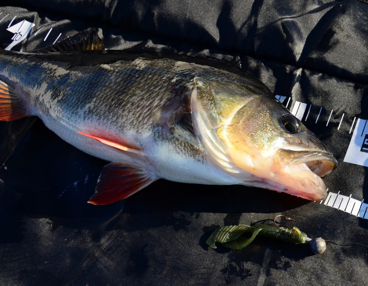 Windy day and a big perch.