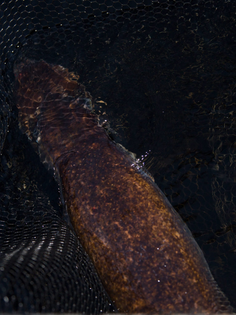 Bred rygg