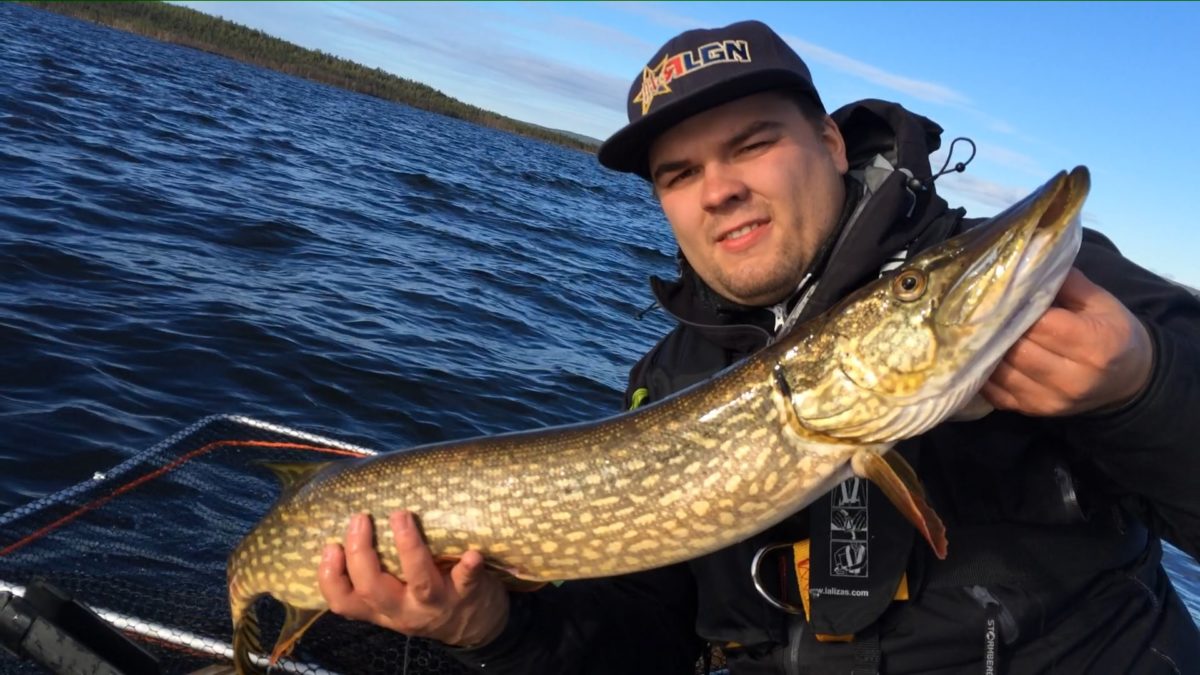 Høstrapport Del 2/2:… Eller bare en urolig ”flyttsame”?  Predatorjakt i Finnmark del 2