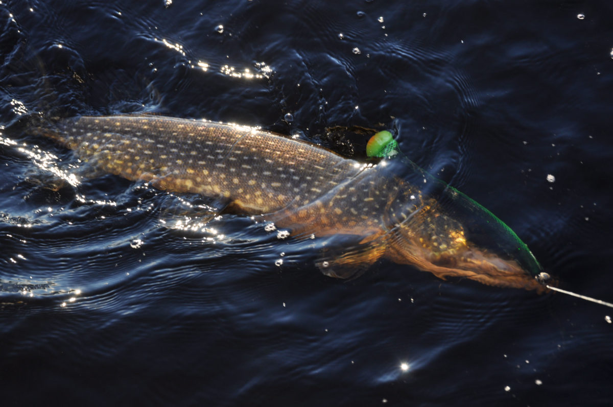 Motgångar leder till framgång?