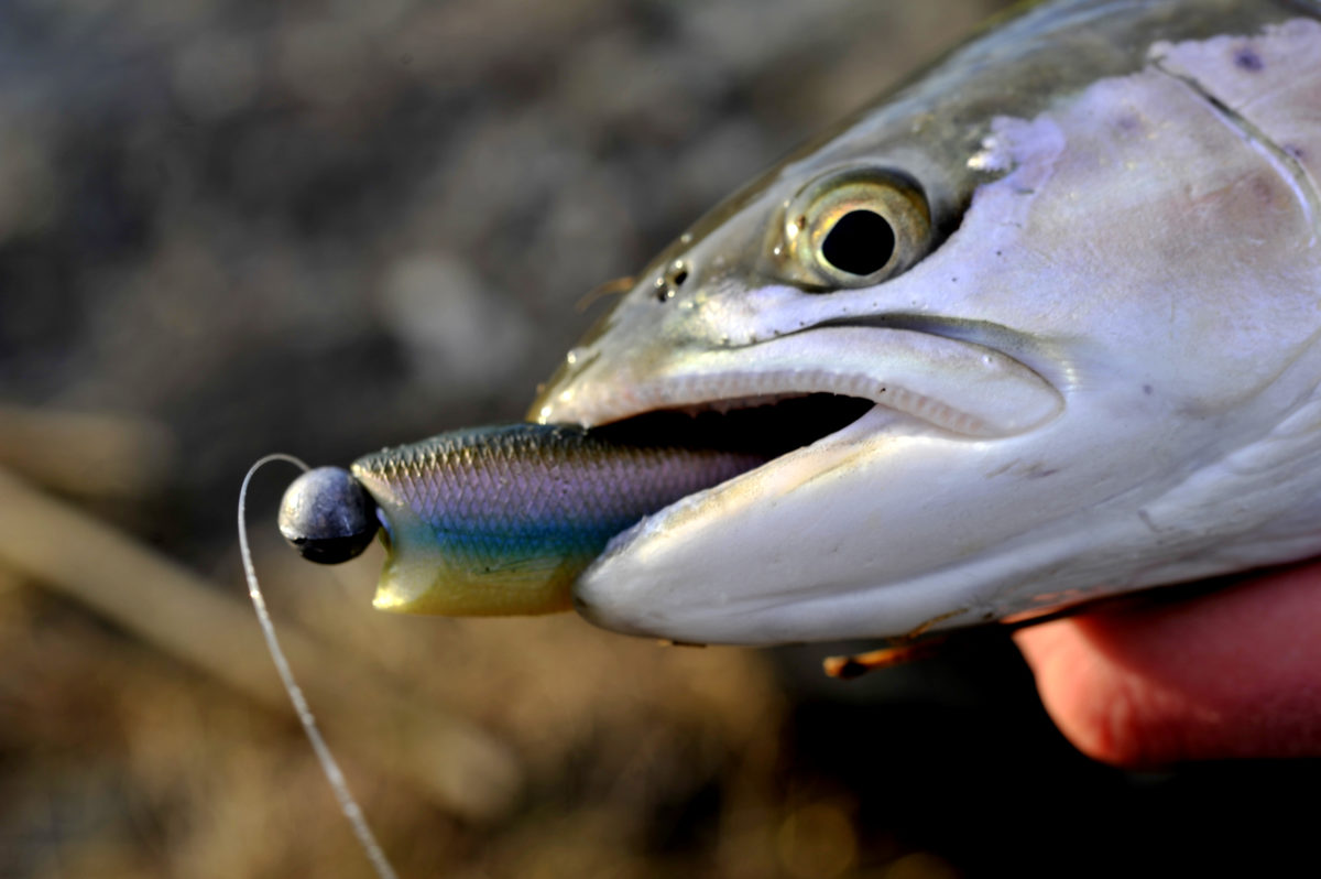 Alltid gøy å kunne bidra til milepæler i en fiskers liv.