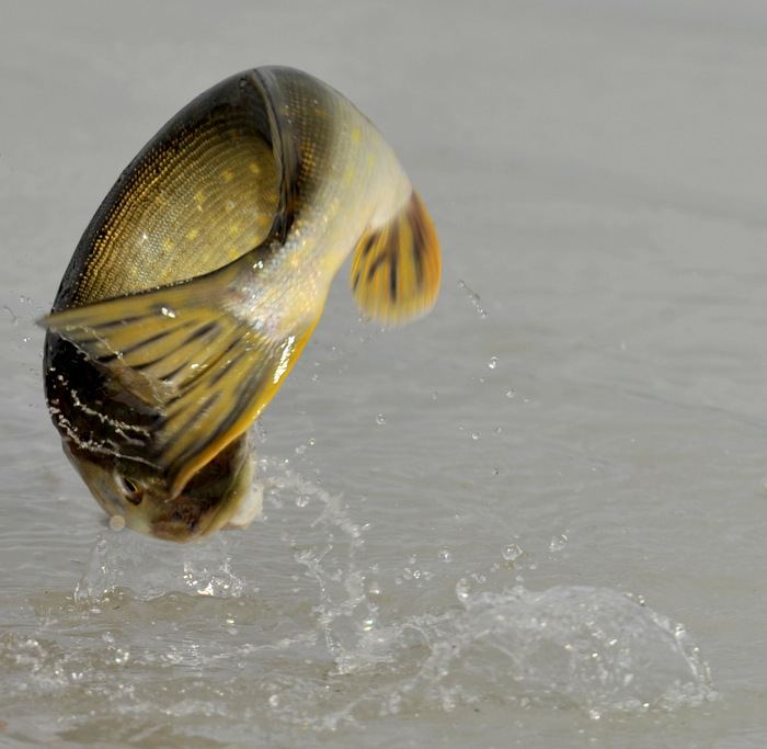 Da har de første kastene i 2016 historie.
