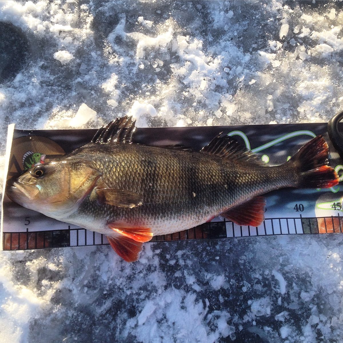 Andreas Ingrids med en ny kilos fisk.