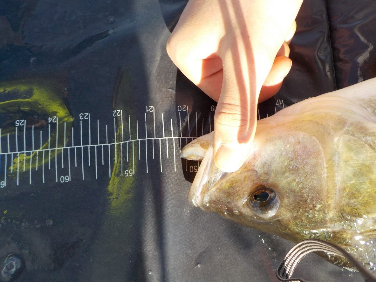 12 år gamle Sigvart Lund med sin første rapport på pikewallis.