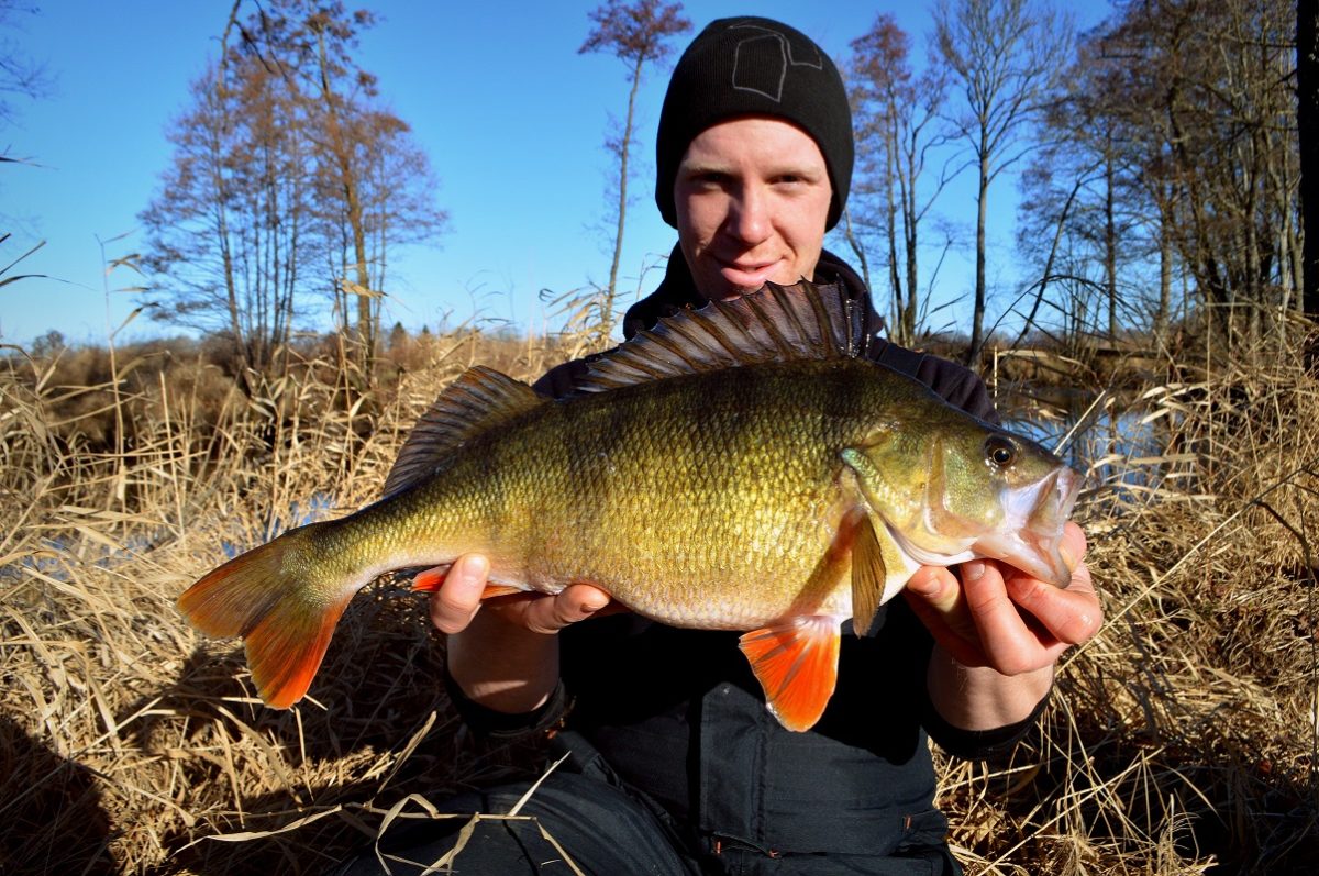 Peter Woksepp med en 1,5+ fisk.