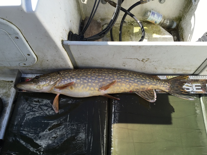 3250g 80cm2