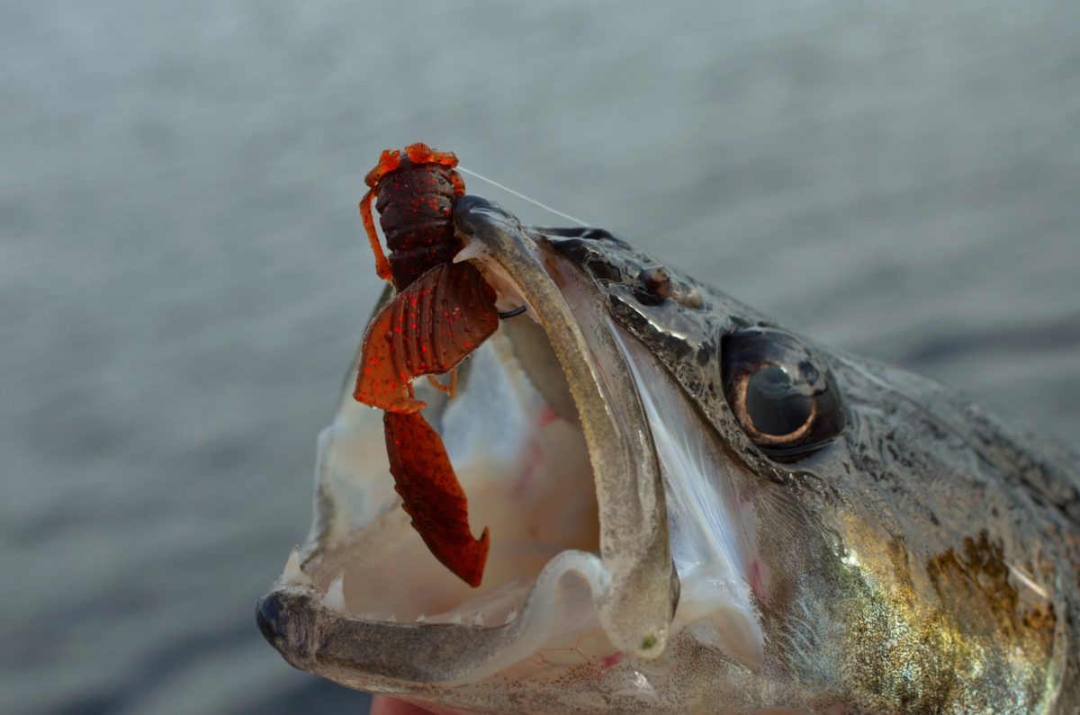 gunki boogie craw pooldemo