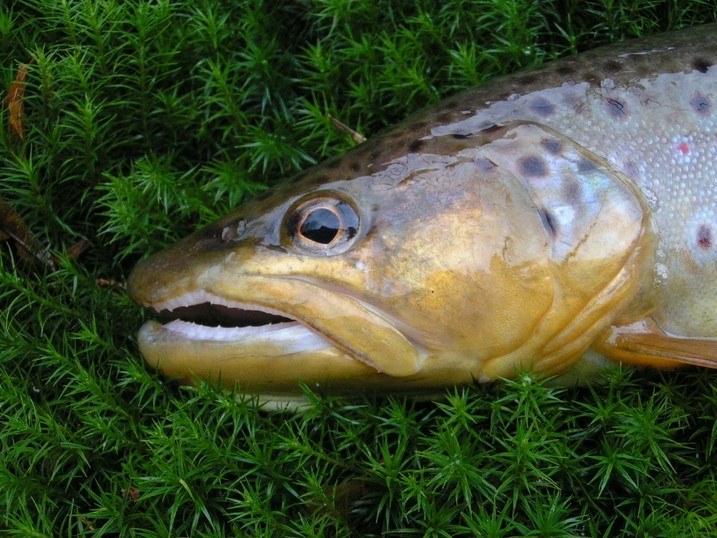 TROUT: IT’S ALL ABOUT THE COLOUR !