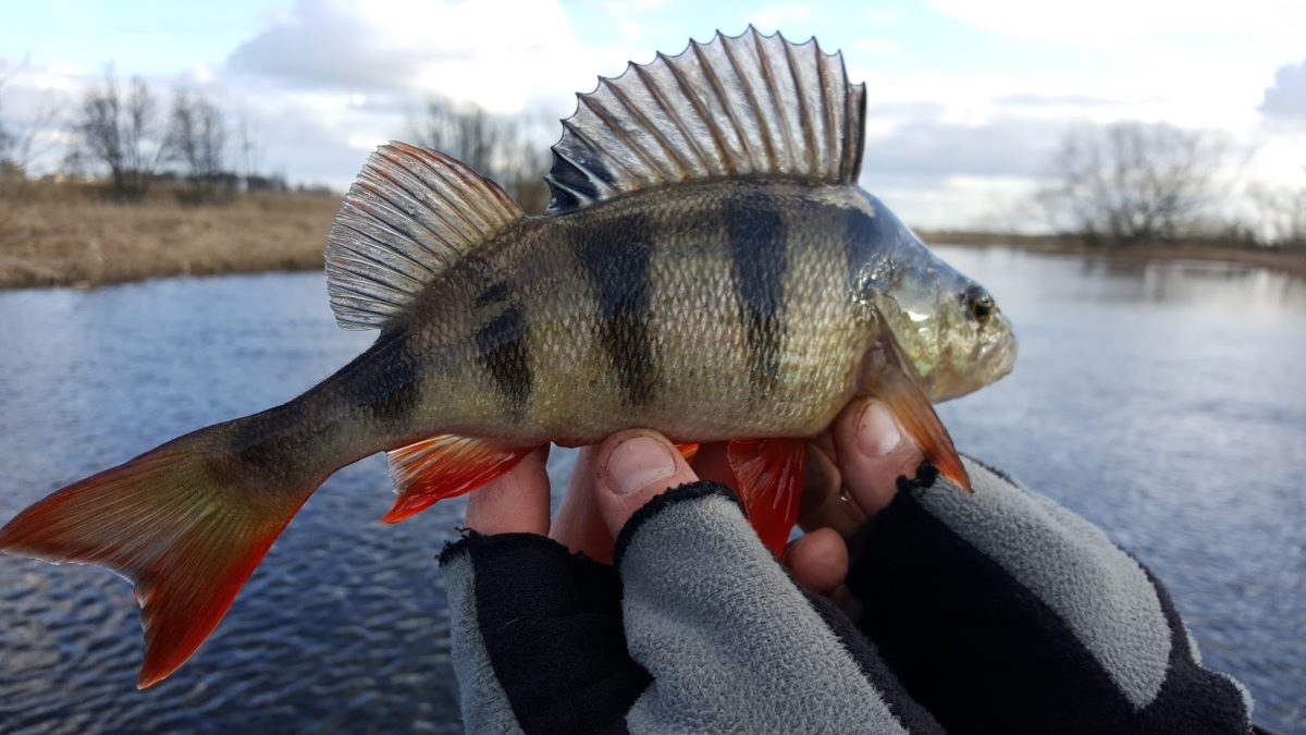 Året hittills och annat svammel  (Gunki’s Oscar Forsberg summerer sesongen så langt)