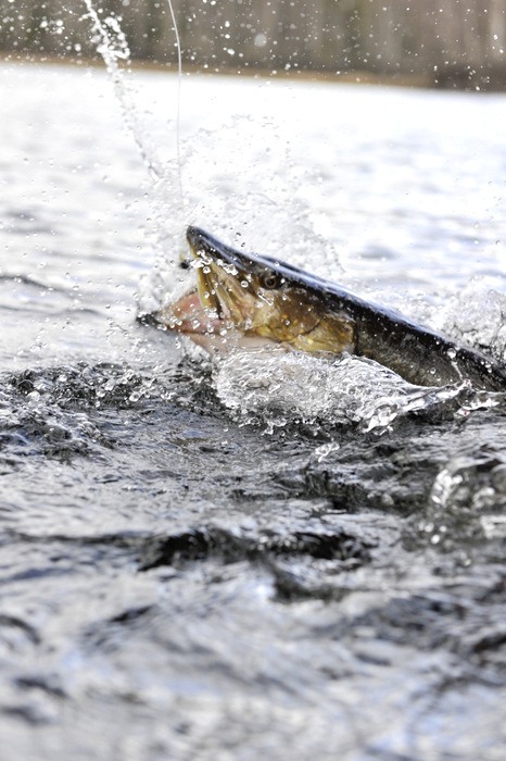 Både vi, fisken og naturen  hadde tatt &laquo;skade&raquo; av nordavinden.