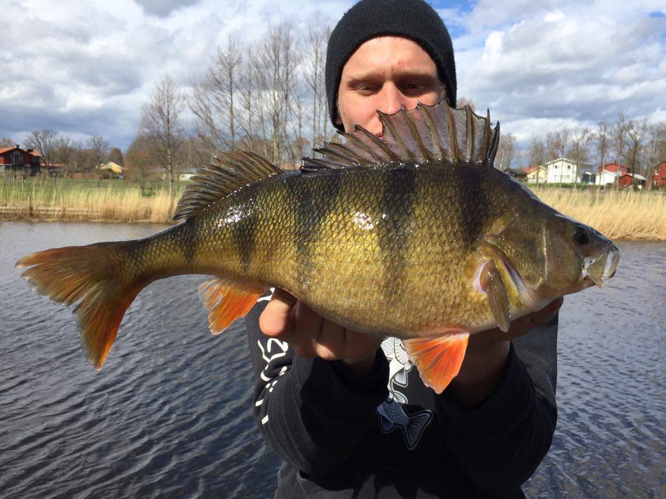 Fredrik Kvarnkullen byter ut en fisk.