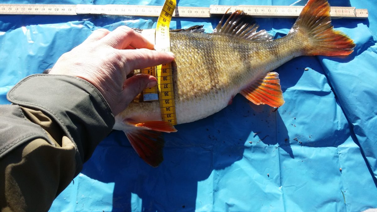 grom første fisk for Henrik.