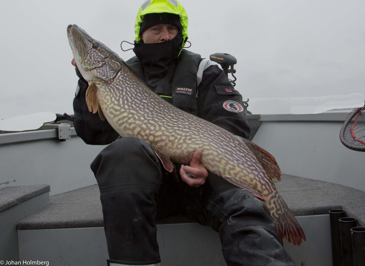 Johan Holmberg med 41,5 kg gjedde fordelt på 4.stk.