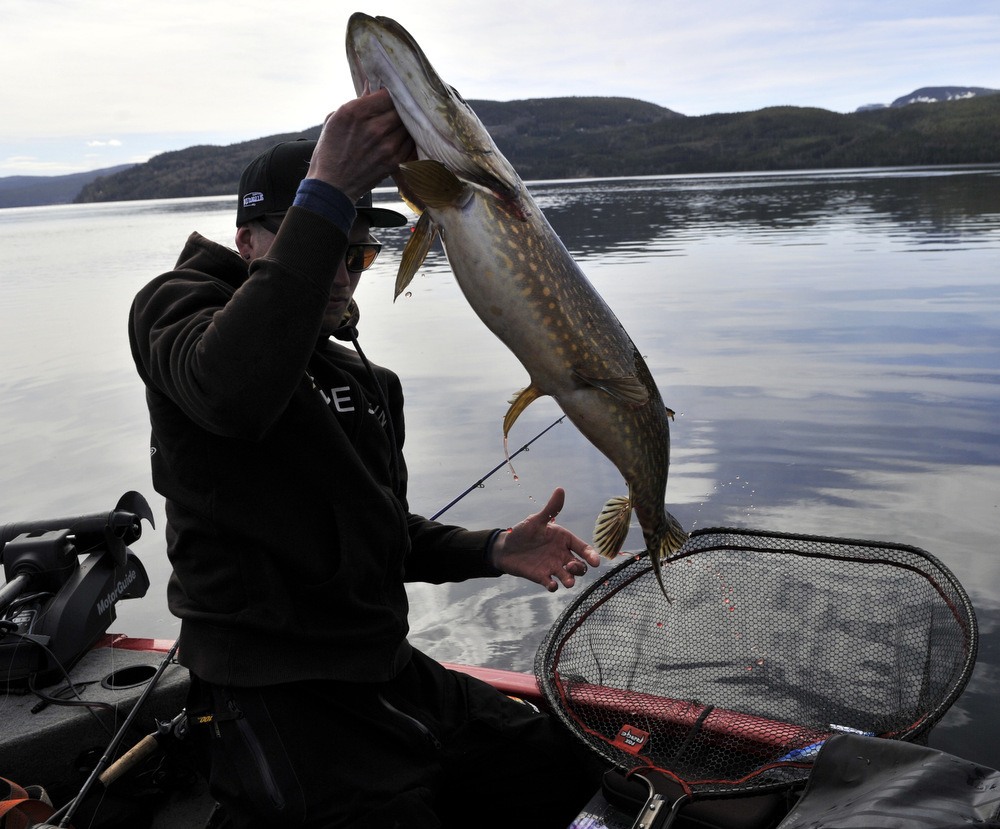 Spring Gold Part : Two