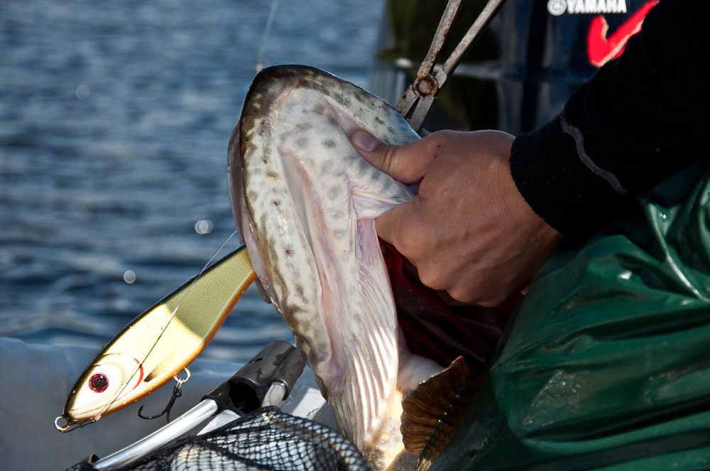 En liten filmsnutt från helgens fiske. (Känsliga tittare varnas)