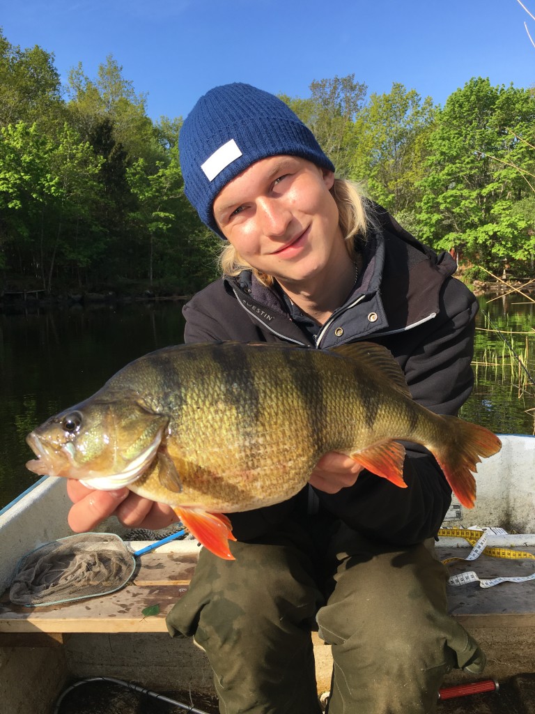 1482gr og 44cm