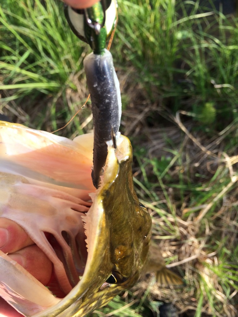Jiggen satt finfint i nebbe på fisken.