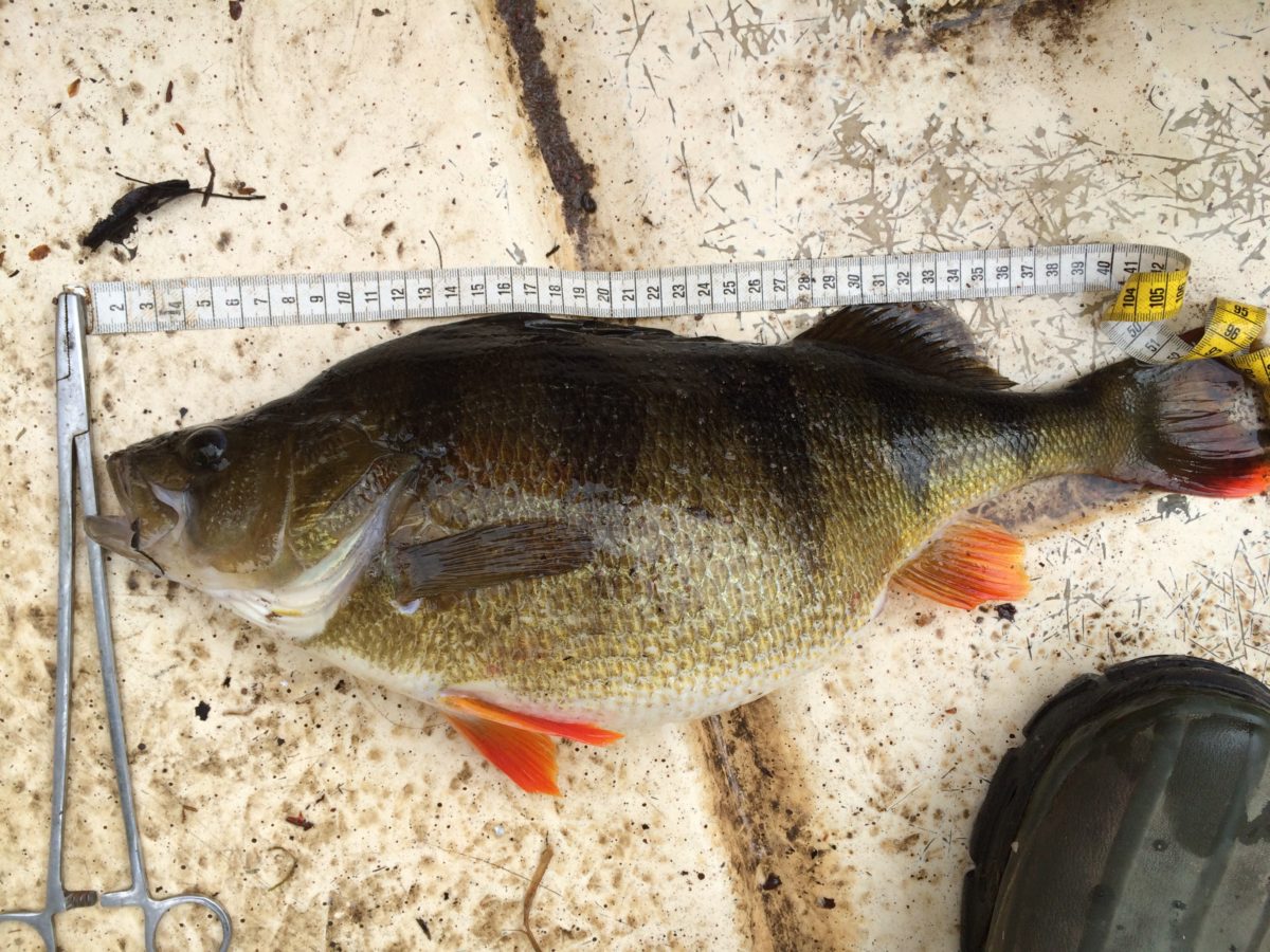 Snitt på 1,7 kg på Bo