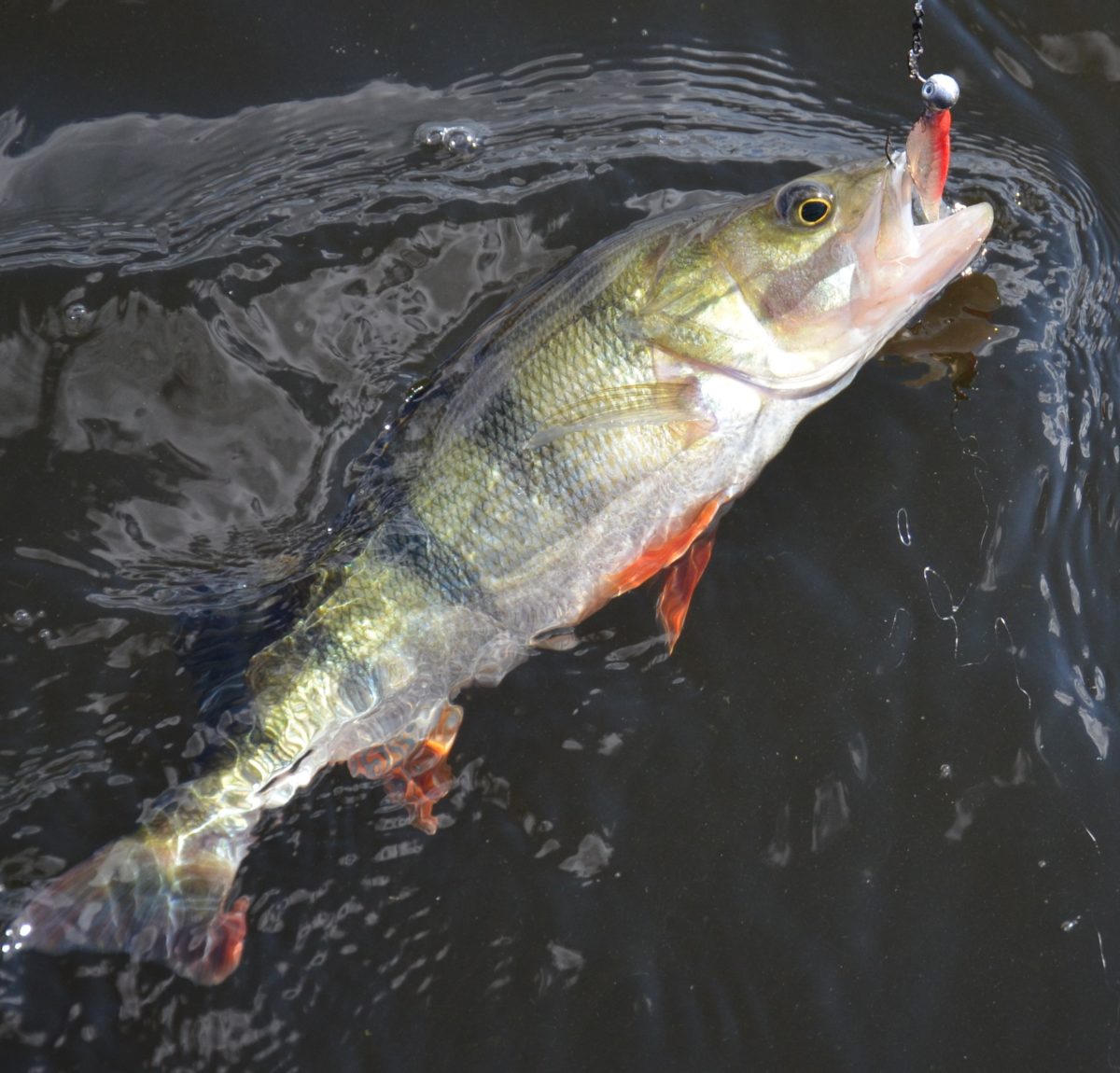 Ny sjö nya möjligheter för grov Abborre.