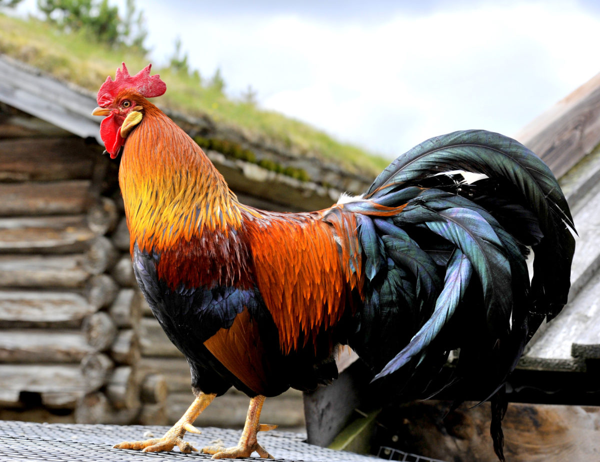 I bøverdalen er det gøtt å væra