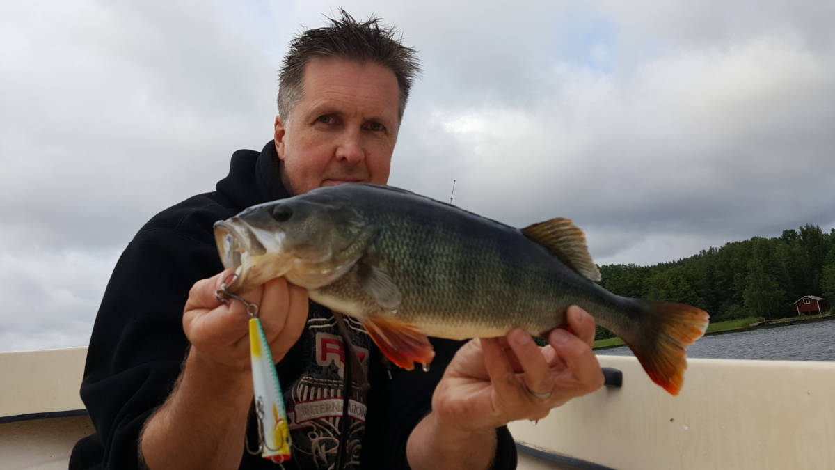 Jens Byholm med tre  fina kilos abborar :-) Ny pb på topwater