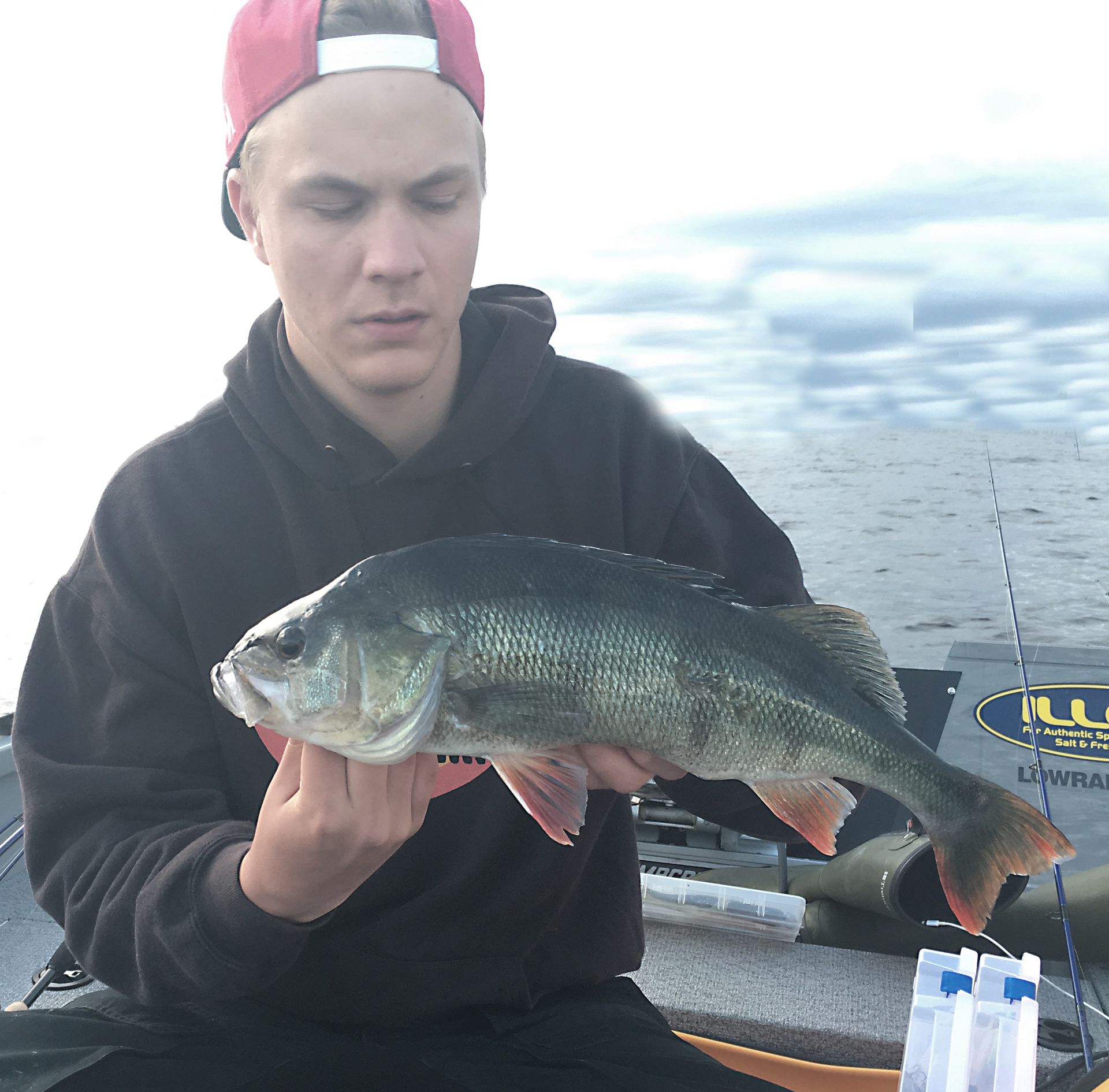 1300gr og 48cm