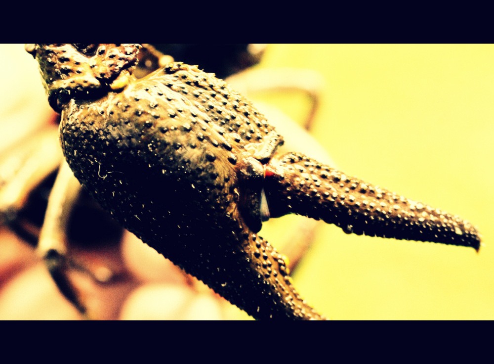 Årets krepsetur ble en suksess.