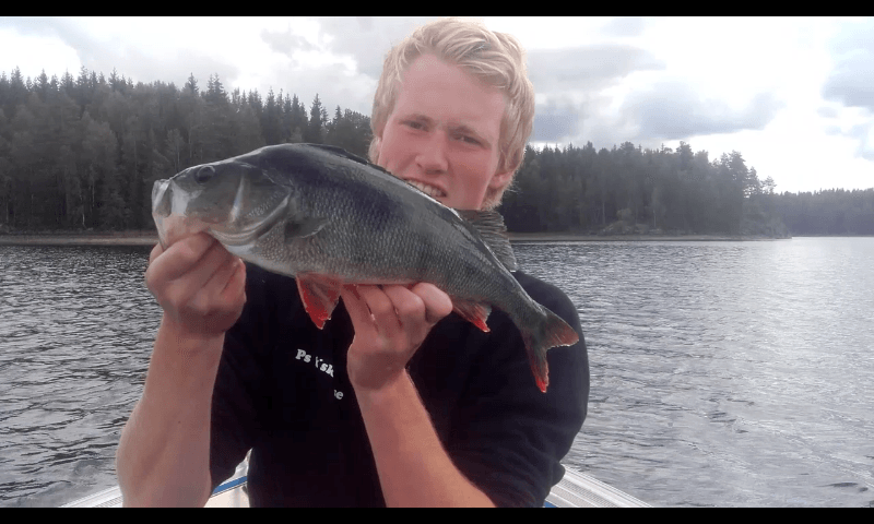 Nils Gedde men sine to første kilos abborer inn i konkurransen
