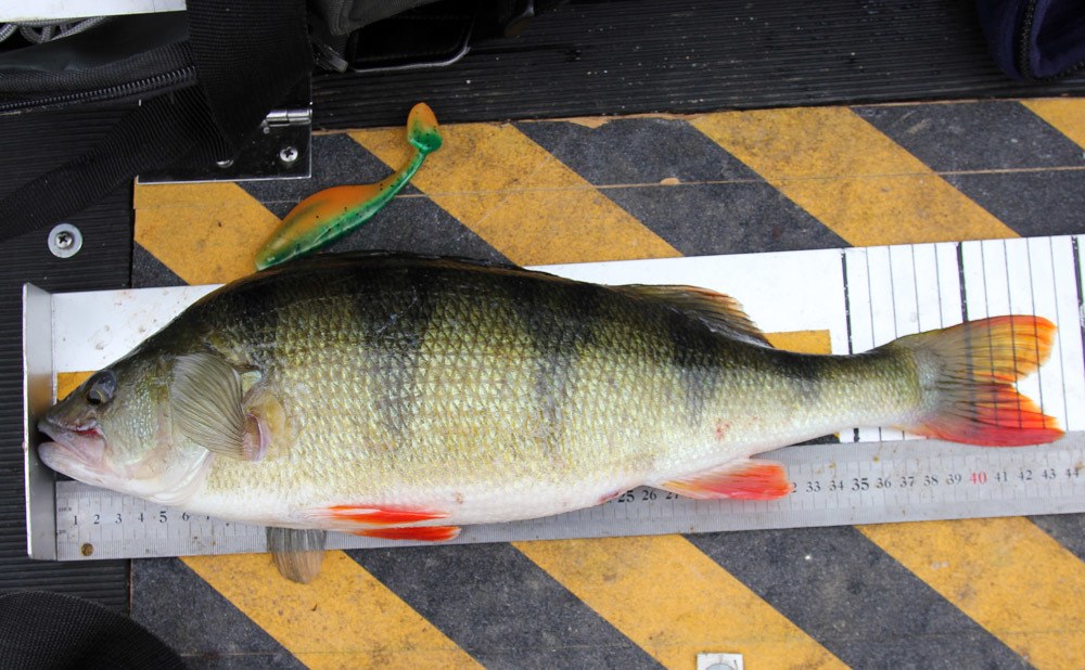 1260gr og 44cm 