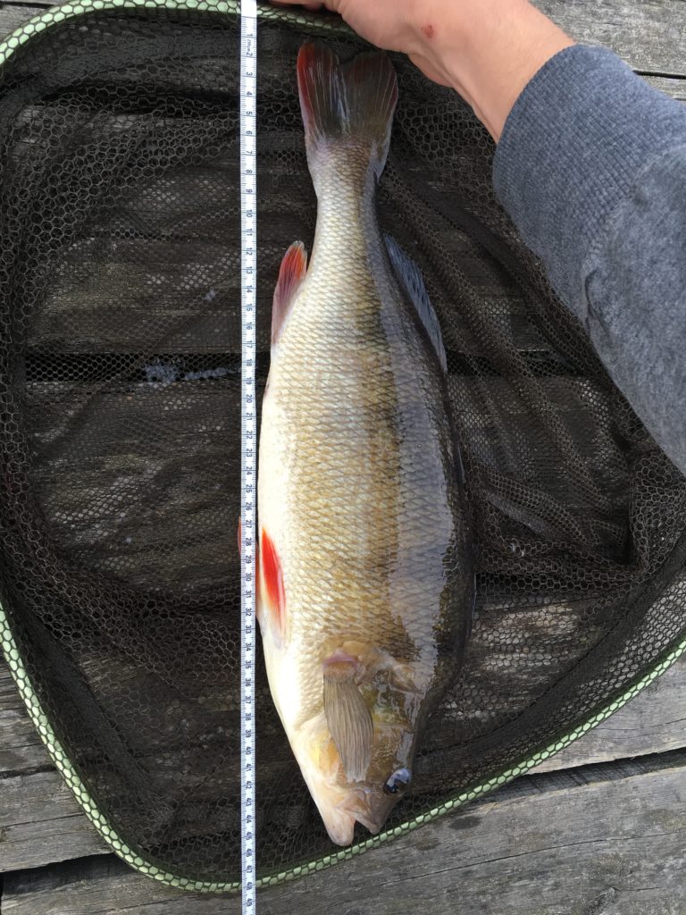 1600gr og 47cm