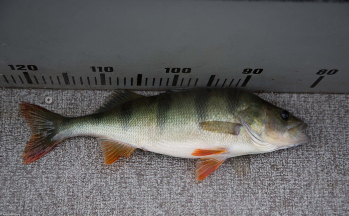 820gr og 41cm