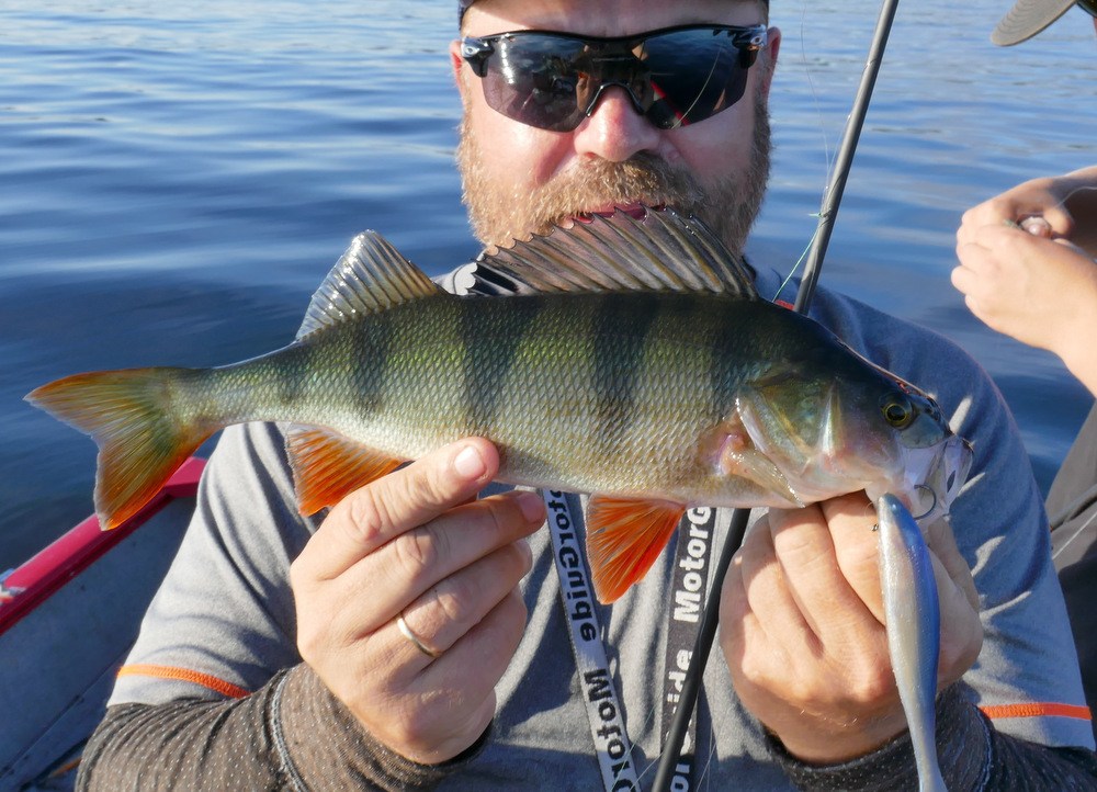 Illex Nitro sprat finess 120 pooldemo (noe av det råeste)