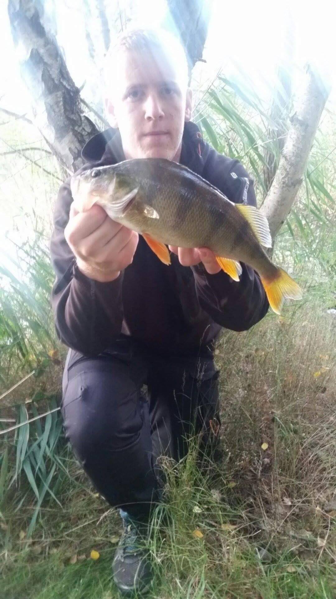 500gr-og-33-cm