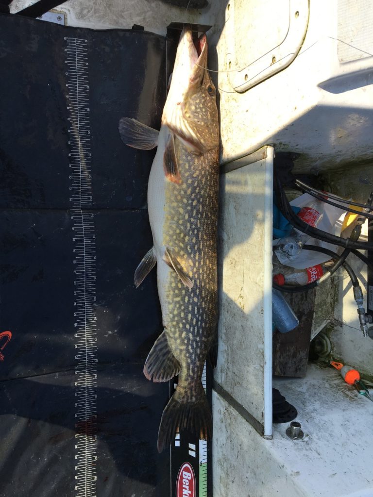 gjedde-7950gr-104cm-jan-erik-unnestad