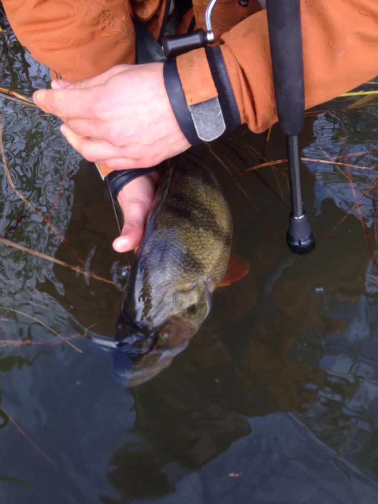 14572622_1158501750883090_383104738_o