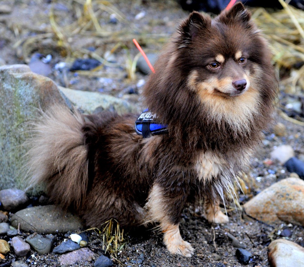 første juledag på ørretjakt med camp besøk