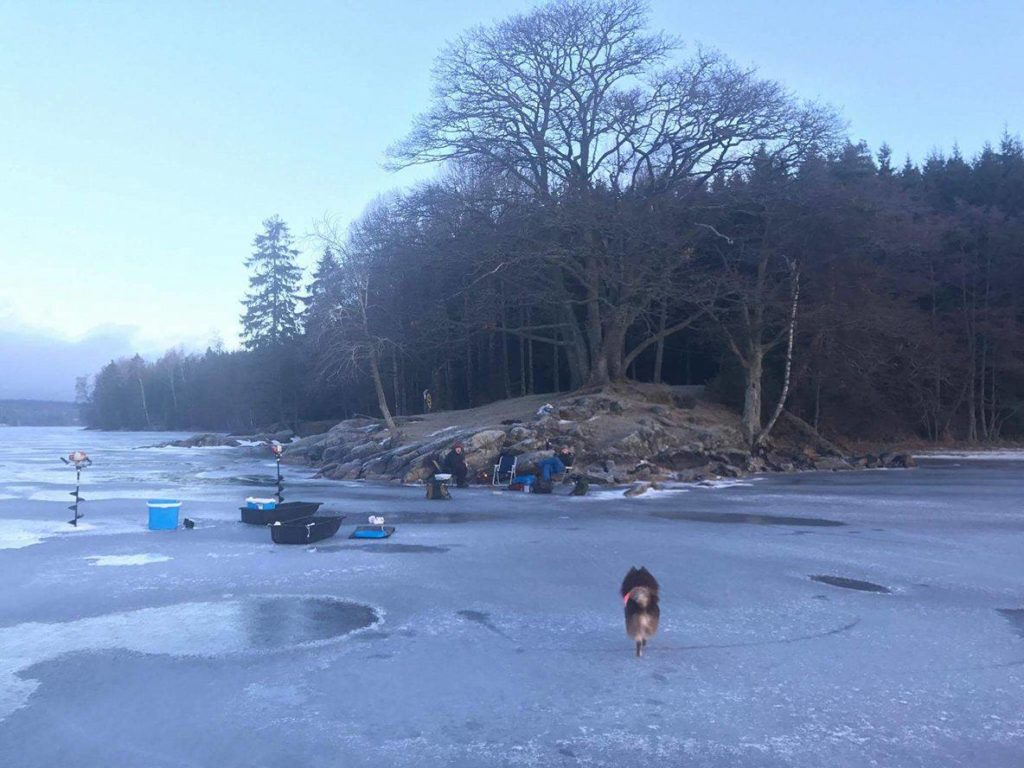 15935349_1395363847153960_958585736_o