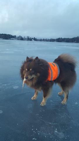 15941632_1395364210487257_750776521_n