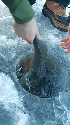 15942154_1395364263820585_1561911096_n