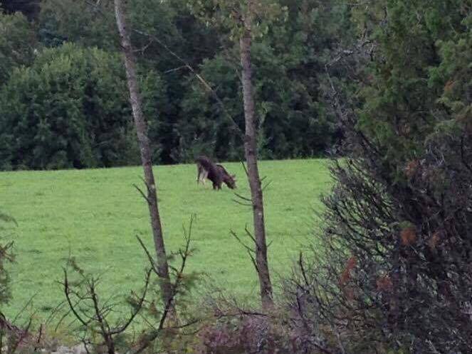 15970566_1412025025488112_1845855994_n