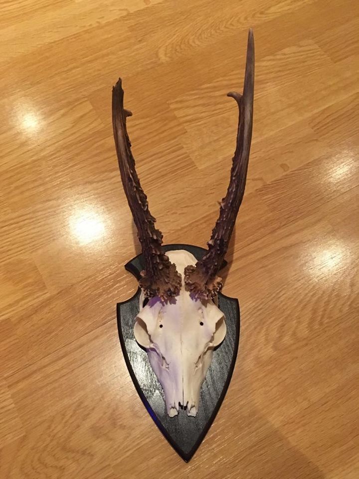 15978355_1411024262254855_276807468_n